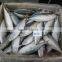 Frozen Indian Mackerel