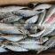 Koi Fish of Frozen Mackerel