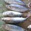 skipjack tuna in fish