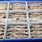 Wholesale IQF frozen squid fish for fishing bait