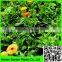 100% new PP Plant Support Net/pp Cucumber net / Plant Climbing Support Net