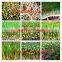 Hydroponics Animal Fodder bean sprout machine/oat sprouting machine/ bean sprout growing machine on sale