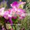 Home Decor Good Quality Carnation Cut Flower Prices Factory Directly Sell Purple Fresh Cut Carnation Flower