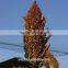 sorghum price can be very competitive