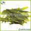 Green Tea Wholesale in Guangzhou Green Tea Weight Loss