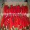 hot chilli