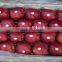 new crop red delicious apple 18kg Ctn