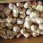 Fresh Garlic to Africa