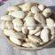 different types dried beans white kidney beans