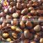 chinese chestnut