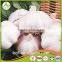 Bulk pure white fresh garlic price