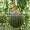 Hybrid F1 red yellow flesh rainbow melon treasure seeds High grade gift watermelon seeds for planting