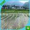 LDPE plastic agricultural mulch film for tomato growth
