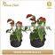Green Field Best Selling Durable Using Wholesale Garden Felt Grow Bags