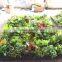 Home garden wedding decoration 200cm*100cm green original succulent with moss carpet grass wall E03 0501