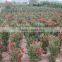 callistemon viminalis callistemon rigidus