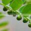 Superior Quality Phyllanthus niruri Powder Sale