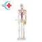 HC-S205 Advanced human half-size 85cm skeleton model with blood vessel & heart /Human bones with heart and blood vessel model