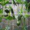Plastic plants support trellis net for creeper plants crop