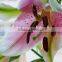 Uniform color China export lily for quality guarantee on sale