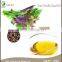 2015 new products food grade perilla seed oil with best price