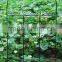 New type of flower plant vines frame bracket