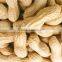 Delicious roasted peanuts in shell for sale