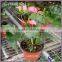 plastic blister garden soft flower pot