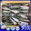 Seafood supplied Whole Japanese scad Decapterus maruadsi
