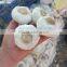 Supplier Garlic White garlic
