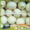 fresh yellow small onion in china