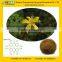 GMP Manufacturer Supply St.john's Wort Powdered Extract