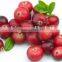 GMP Certificated Manufactuer Supply Exwork Price Cranberry Extract