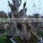 Lagerstroemia indica L. bonsai