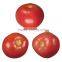 Early Maturity Hybrid Tomato Seeds Best Quality for Plant