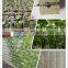 Bulk 15*15*15cm Rockwool Cubes for Hydroponics