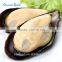 Frozen precooked half shell blue mussel