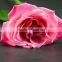 Export Fresh Cut Rose Flower Best Selling Fresh Rose Banquets For Wedding Decoration