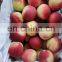 Sinocharm BRC Approved IQF Frozen Sliced Plum Peach
