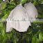 Fruit growing protection paper bag