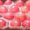 Fresh shandong fuji apple with lowest price