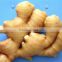 We are supplying 2016 new crop chinese fresh mature ginger