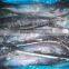 frozen whole round striped bonito tuna fish Sarda Orientalis