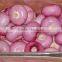 price of onions 2015 crop