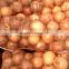 2015 crop fresh natuer onions for Korea market