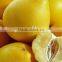 Sweet Honey Pomelo 9-11 pcs to Russia Market
