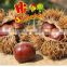 New crop bulk fresh chestnuts for sale, Shandong chestnuts,Taian chestnuts