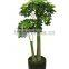 Evergreen Foliage Outdoor Landscaping Decorative Ornamental Plants Schefflera Octophylla (Lour.) Harms