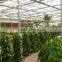 Galvanized Steel Pipes Greenhouse Structure With Hydroponic System