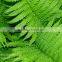 Artificial Fern